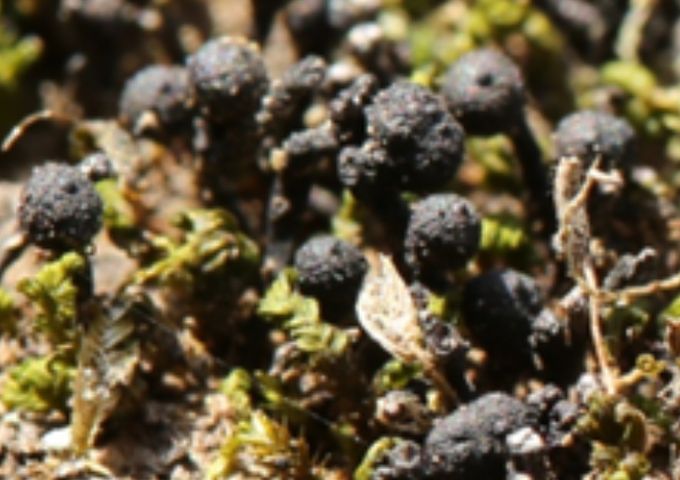 광릉콩꼬투리버섯 (Xylaria gwangneungensis D.H. Kim, Y.N. Kwag & C.S. Kim sp. nov.) - 고사목 위의 자실체