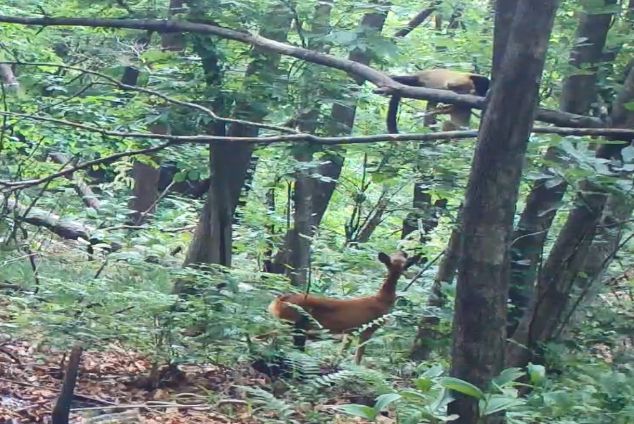 담비의 새끼 노루 사냥(소백산)