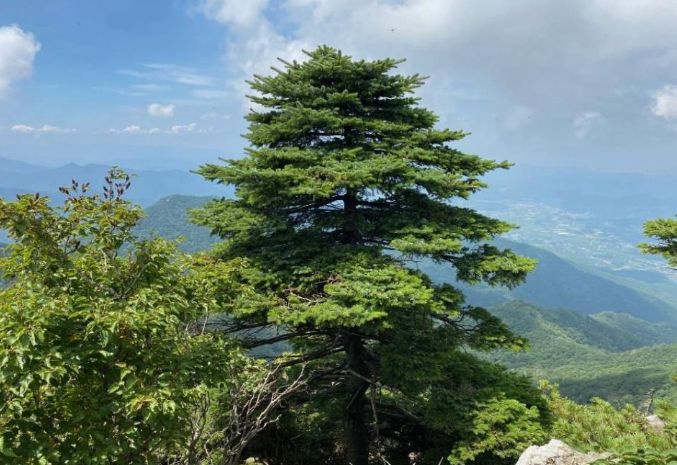 덕유산 가문비나무 현황